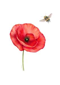 Greeting Cards: Poppy and Bee Greeting Card