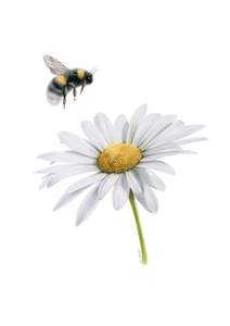 Daisy and Bee Greeting Card