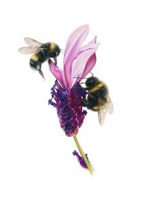 Lavender and Bees Greeting Card