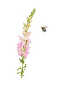 Snapdragon and Bee Greeting Card