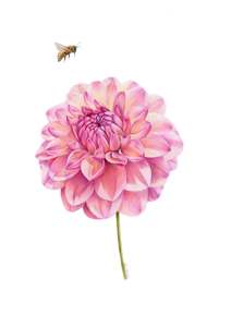 Greeting Cards: Dahlia and Bee Greeting Card