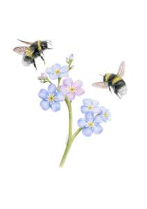 Forget Me Not Bees Greeting Card