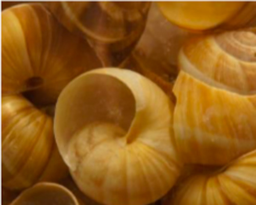 Preserves: Burgundy snail shells, very large. 12 per pack.