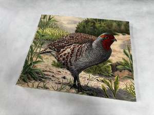 Target: Animal target face (Non-woven fabric & Kraft paper) - Partridge