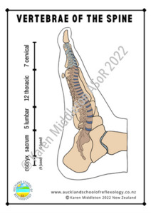 Spine Reflexes on the Feet (portrait) ASoR
