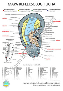 Polish Ear Reflexology Chart ASoR