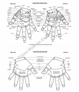 Products: Hand Reflexology Chart Both Views ASoR