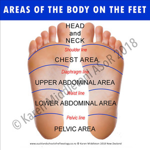Products: Areas of the Body on the Feet ASoR