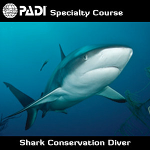 Speciality Courses: PADI Shark Conservation Diver Speciality