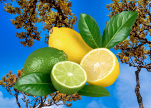 Citrus Fragrances: Citrus & Cedarwood Fragrance Oil