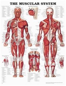 Educational Posters: The Muscular System Chart