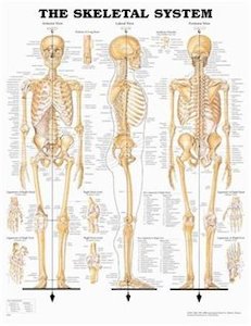 Educational Posters: The Skeletal System Chart