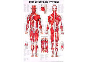 The Muscular System Chart - Canvas