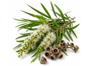 Cajeput Essential Oil