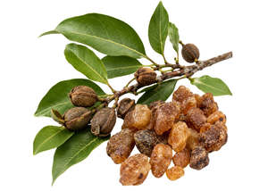 Essential Oils: Balsam (Peru) Essential Oil