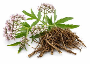 Essential Oils: Valerian Essential Oil