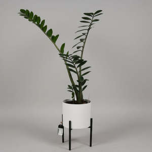 Frontpage: Zigzag Plant & Pot