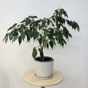 Frontpage: Ficus Danielle - House Plant