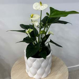 Frontpage: White Anturium in Ceramic Pot