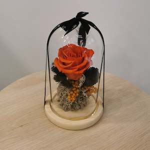 dome: Pumpkin Spice Dome