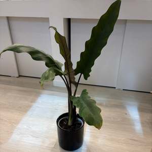 House Plants Indoor: Alocasia Lauterbachiana - Indoor House Plant