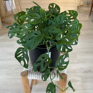 House Plants Indoor: Swiss Cheese - Monstera Adansonii