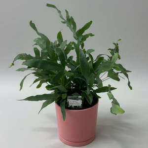 Homeware: Blue Star in Pink Pot