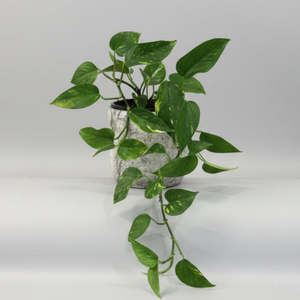 Homeware: Pothos in Stone Pot
