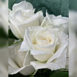 All Flowers: White Diamond Roses