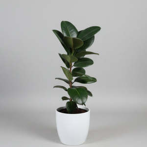 Gift: Rubber Plant (Ficus Elastica) - Indoor House Plant