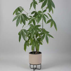 Gift: Pachira Aquatica (Money Plant) - 1.4 metre Tall