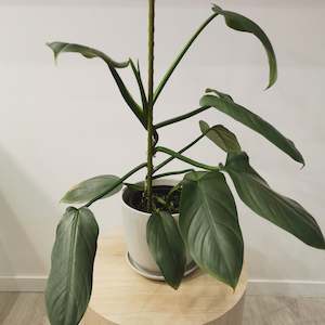 Flower: Silver Arrow in Ceramic Pot with Tray