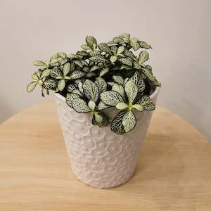 Flower: Fittonia in Ceramic Pot