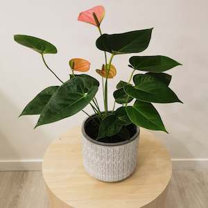 Pink Anthurium in concrete pot