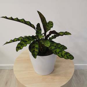 Flower: Goeppertia insignia (Rattlesnake Plant)