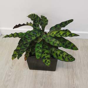House Plants: Rattlesnake plant (Goeppertia insignia) in Black Ceramic Pot