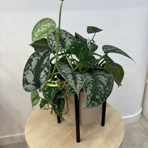 Epipremnum Treble