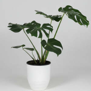 House Plants: Monstera Deliciosa In a White Metal Pot 80cm