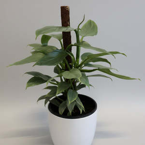 House Plants: Silver Arrow in Ceramic White Pot