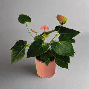 Pink Anthurium
