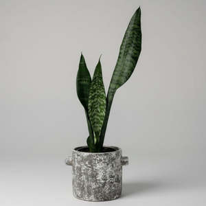Snake Plant in Stone Pot