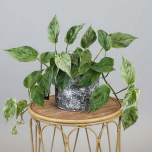 House Plants: Marble Queen Pothos
