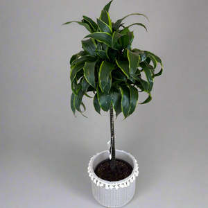 Dracaena in Concrete Pot