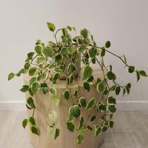 Cupid Peperomia in White Ceramic Pot