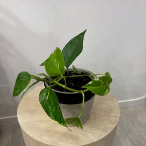 House Plants: Golden Pothos Plant