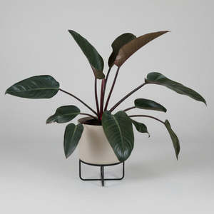 Large Sun Red Philodendron - in metal pot wt stand