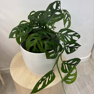 Monkey Mask ( Monstera adasonii, Swiss cheese)