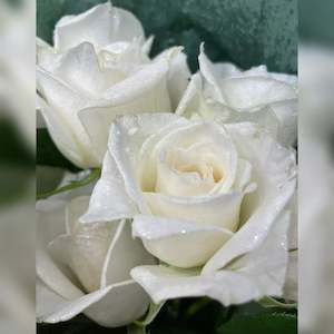 Flower: White Diamond Roses