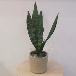 Snake Plant in Beige Pot