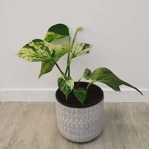 House Plants: Marble Queen Pothos In Concrete pot